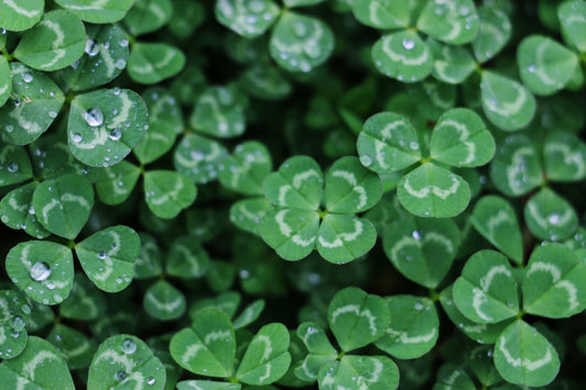 YOUTH GROUP GAME ON ST. PATRICK'S DAY